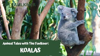 TALES WITH TIM FAULKNER | EPISODE EIGHT | KOALAS