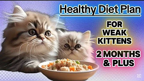Watch the video about Best & Healthy diet plan for weak kitten (Eng subt)| kitten diet plan|best food for Persian kittens