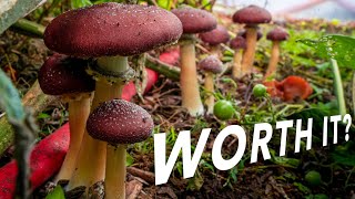 Mushrooms in the Market Garden