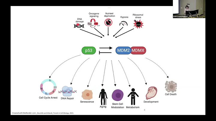 9/13/24 - Travels with the P53 Tumor Suppressor Network