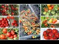 МОНГОЛЬСКИЙ КАРЛИК: томат, об урожайности которого ходят легенды!
