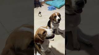 Beagle dogs EP.53 #pets #dog #cutedog #beagle