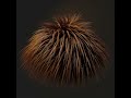 Failed hair particles animation_Natalia Patraj_MMU