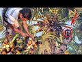 Exploring Thati Munjulu - The Refreshing Ice Apple Experience - Tender Palmyra palm sarbath video