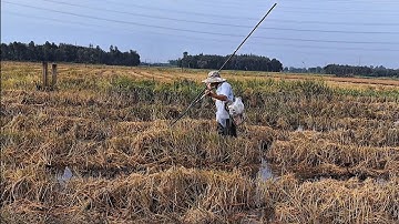 Bắt Rắn Trung Cá Lóc Đồng Cá Trê Vàng Ruộng Gốc Rạ Mới Cắt Lúa @Langchaquetoi 
