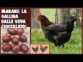 GALLINA MARANS: LA GALLINA DALLE UOVA D'ORO!