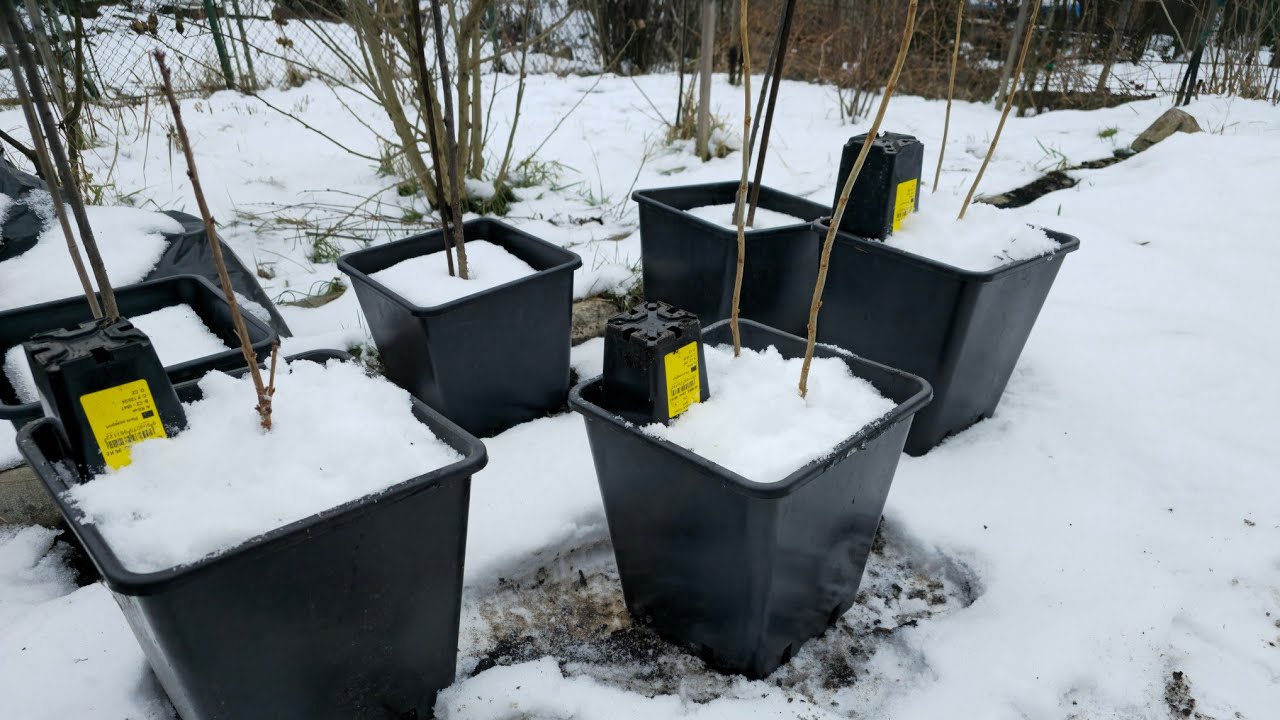 Nákup rostlin - Kruh - další neobvyklé rybízy, TOP kamčatka