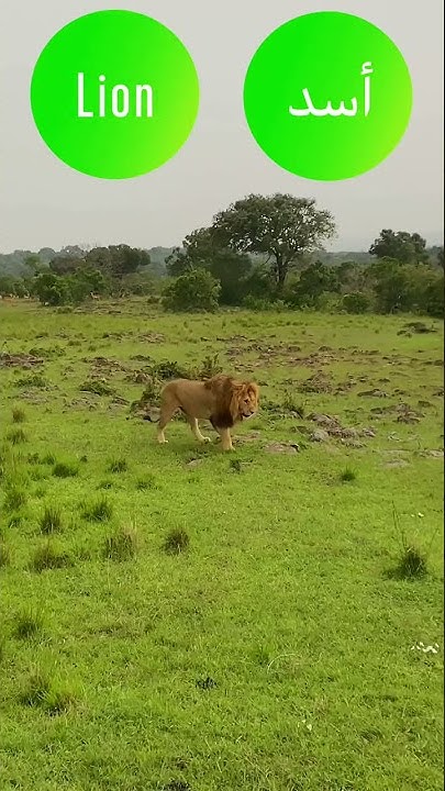 what-does-lion-mean-in-lebanese-arabic-dialect-levantine-learnarabic