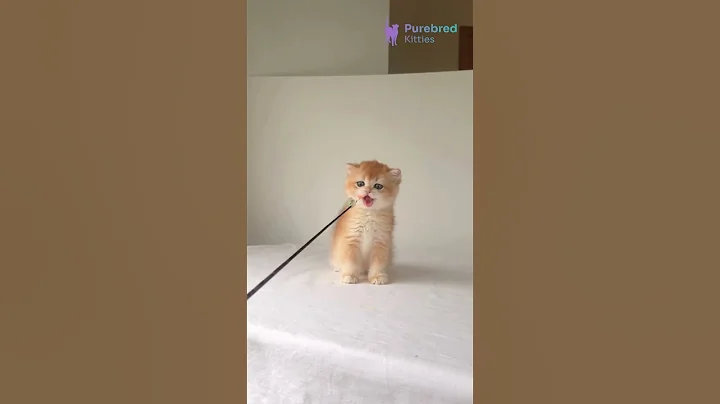 Watch the video about Adopt Xahar