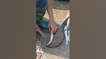 Thumbnail of cara bersihkan ikan lele super cepat #shorts #ikan #lele @khanjadut
