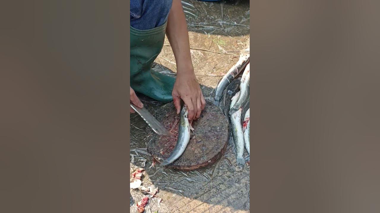 cara bersihkan ikan lele super cepat #shorts #ikan #lele @khanjadut