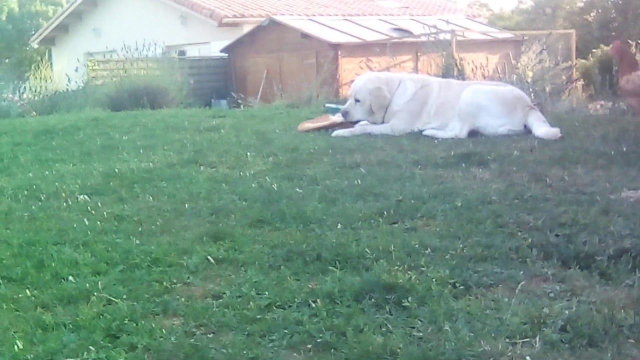 Un Chien Qui Mange Un Pain énorme Et Un Chat Qui Va Dans Un Poulailler