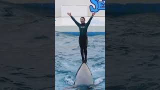 微動だにしない安定感素晴らしい♥! #Shorts #鴨川シーワールド #シャチ #Kamogawaseaworld #Orca #Killerwhale