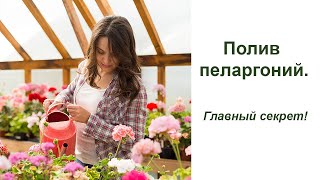видео: Полив пеларгоний. Главный секрет картинка: Полив пеларгоний. Главный секрет