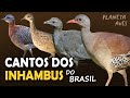 CANTOS dos INHAMBUS, CODORNAS e MACUCOS do BRASIL | Cantos Planeta Aves! image
