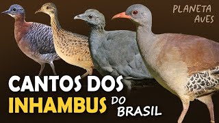 CANTOS dos INHAMBUS, CODORNAS e MACUCOS do BRASIL | Cantos Planeta Aves