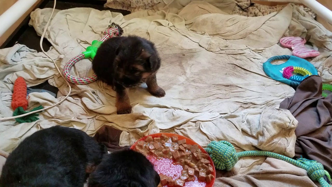 Baby German Shepherds eating YouTube