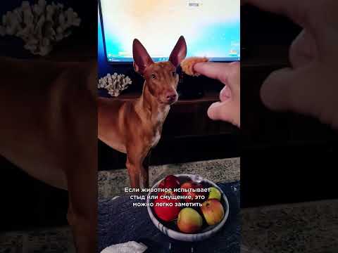 Фараонова собака: о породе за 30 секунд 🐶 #shorts #породысобак