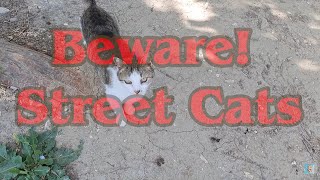 The Curious Cat from the Greeting Party. 🐈🎥😻 by Exciting Cats 46 views 10 days ago 1 minute, 19 seconds