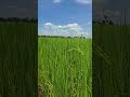 #ricefield #nature #naturephotography #relaxing