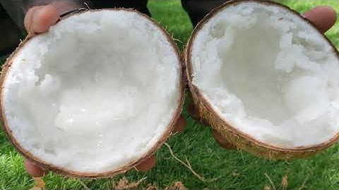 Kelapa kopyor