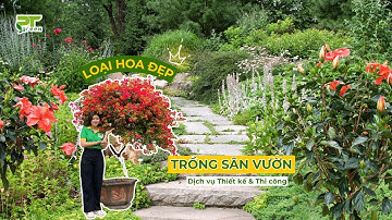 TOP 10+ Loại Hoa Đẹp Dễ Trồng Sống Lâu Trang Trí Cho Sân Vườn | Phương Trung Green