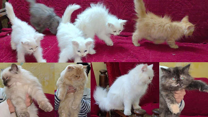 Video 98411: himalayan cat kittens, persian cat kitten, semi punch kitten