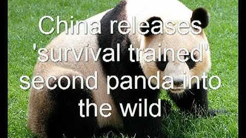 Giant Panda Released into Wild