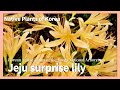 제주상사화   [Native Plants of Korea. 56] Jeju surprise lily  (English version)