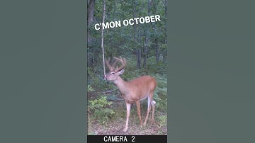 Big 8 Hitting Mock Scrape.