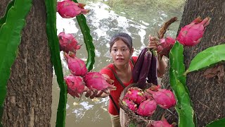 Adventure in forest: Pick dragon fruit near river, Eggplant roasted with chili sauce for dinner