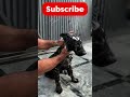 Dirty to Fluffy! Black GSD Puppy Shower Transformation 🖤✨
