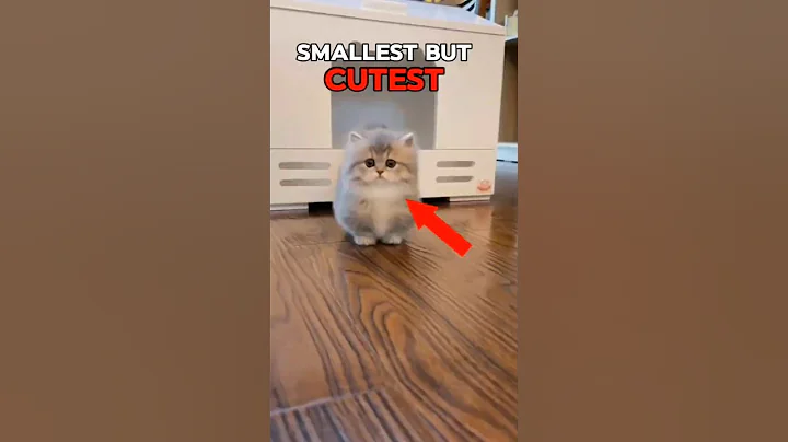 Video 10686251: tiny munchkin, munchkin playing, smallest cat breed, cats meet kittens, cat kitten animals