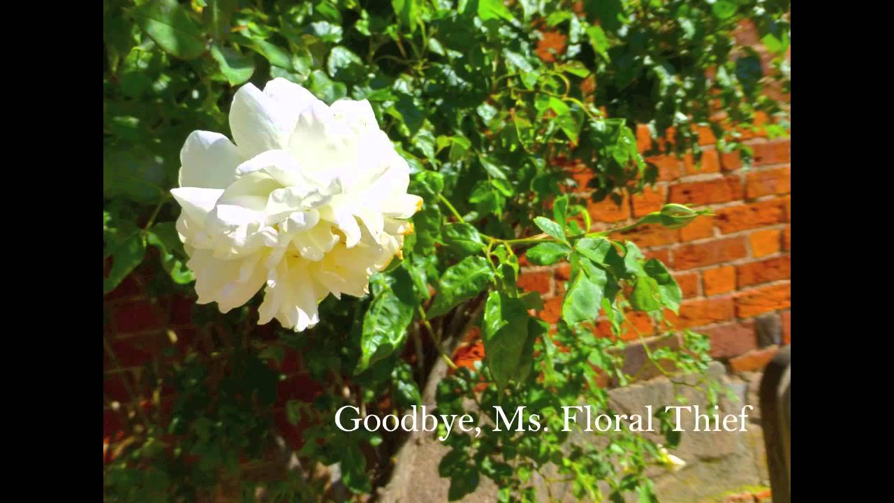 goodbye mr.s flower thief meaning goodbye mr.s flower thief meaning