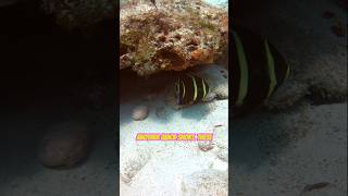 The Stunning Transformation Of The French Angelfish shorts scuba diving