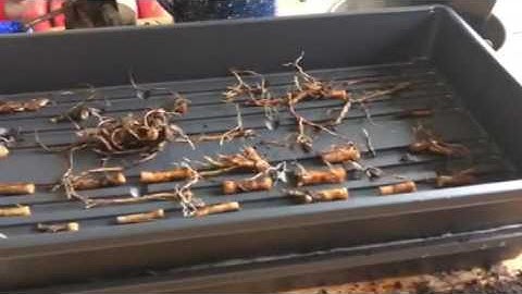 How to grow comfrey from root clippings