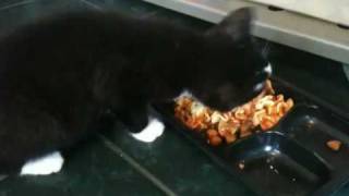 Cat Eating Lasagna