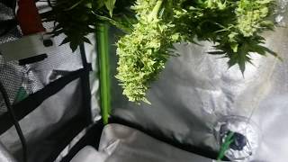First time grow. bubba auto and bagseed harvest!