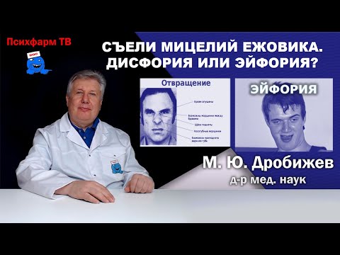 Съели мицелий ежовика. Дисфория или эйфория?