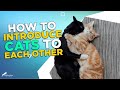 How to Introduce Cats To Each Other