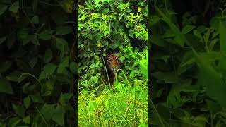 ¿Que harías en esta situación? 😍 Yo fotografíarlo y admirarlo 🐆       #animales #jaguar