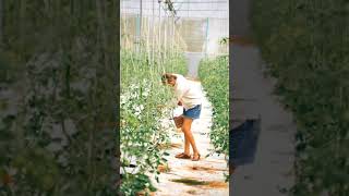 Woman Collecting Tomatos Stock Footage No Copyright Videos Free videos | tomato sauce | tomato soup