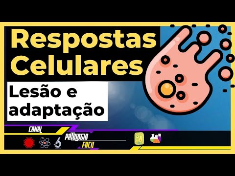 Vídeo: Quais são os exemplos de respostas celulares adaptativas?