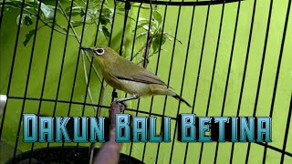 Download Lagu PANCINGAN PLECI BETINA AGAR CEPAT NGALAS MP3