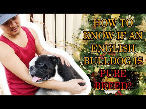 Video: Paano Pumili Ng Isang English Bulldog