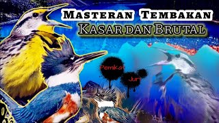 Masteran ganas untuk burung lomba||Suara tembakan kasar dan brutal