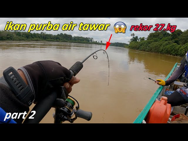 joran Dihujani hentakan yang sangat amat menyeramkan‼️mancing ikan monster sungai Kalimantan #2