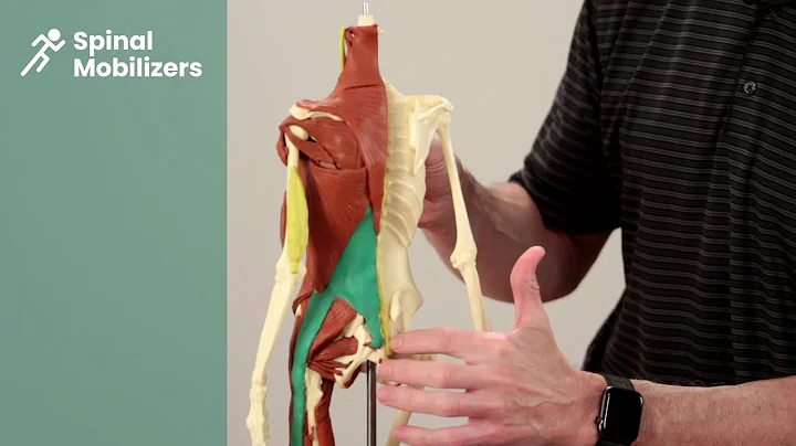 Back Anatomy | Author Brian Richey