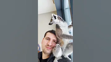 Кошачий лемур Марго показывает своего личного человека 😻