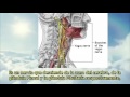 Santos Bonacci The Sacred Secret Of The Christ Within